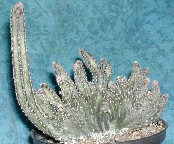 cereus_spegazzini_f_cristata